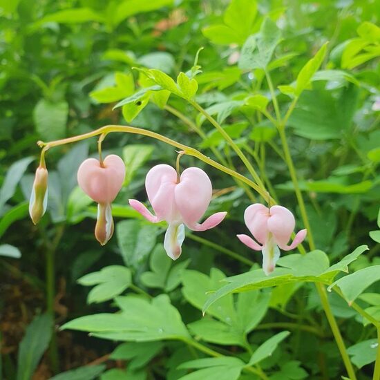 Dicentra spectabilis Cupid- lauztā sirds